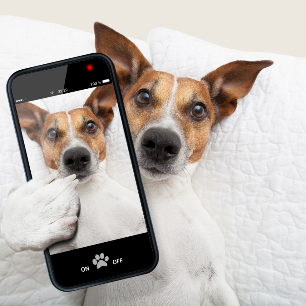 Veterinarian in Gulfport, MS 39503 Northwood Hills Animal Hospital