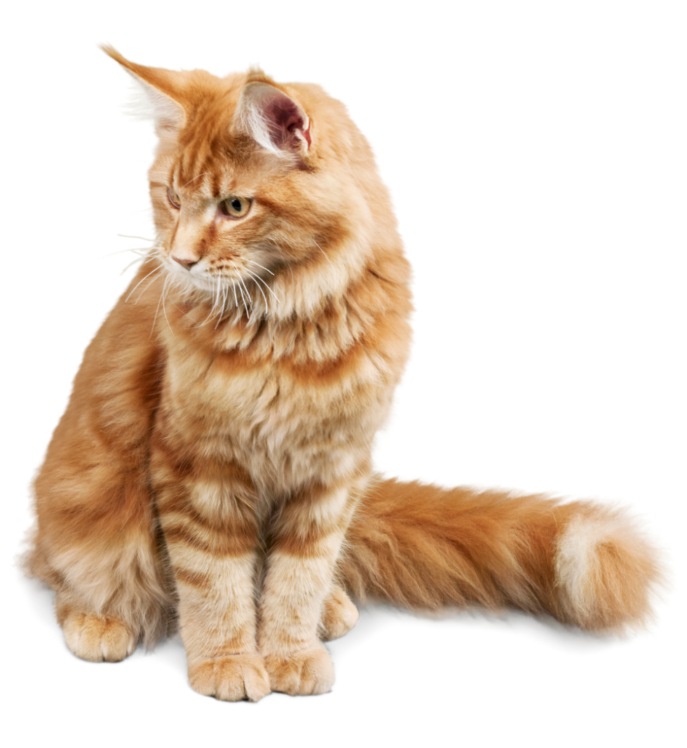 New Client Form | Northwood Hills Animal Hospital