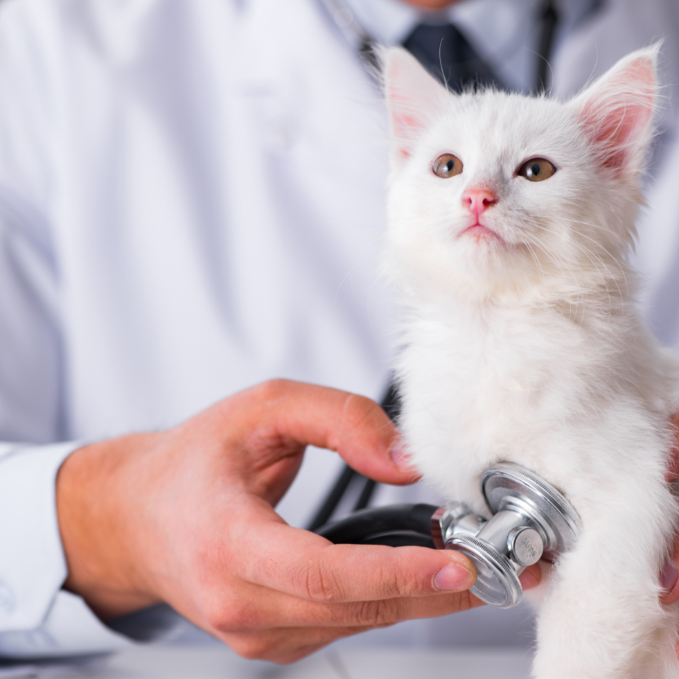 Veterinarian in Gulfport, MS 39503 Northwood Hills Animal Hospital