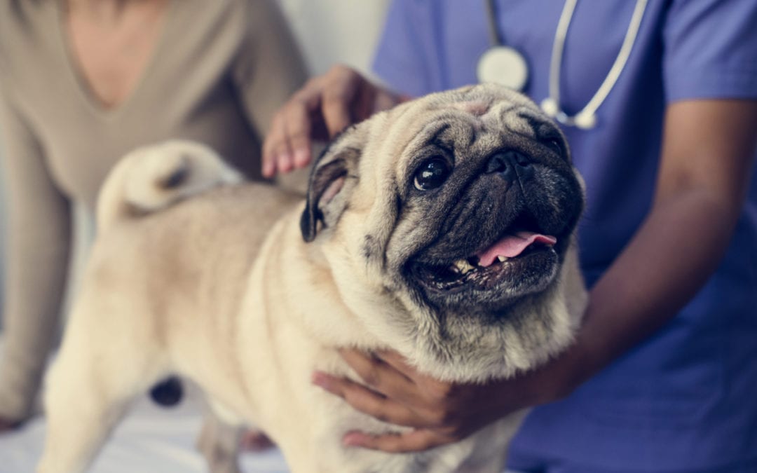 What to Do If Your Pet Ingests a Toxin
