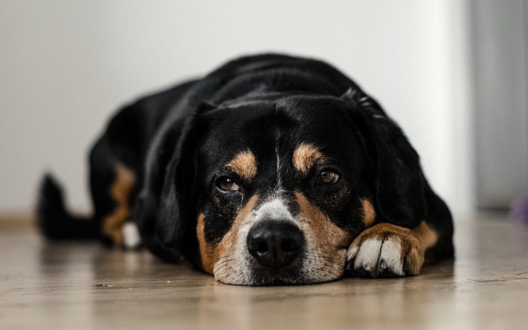 4 Household Toxins All Pet Owners Need to Know