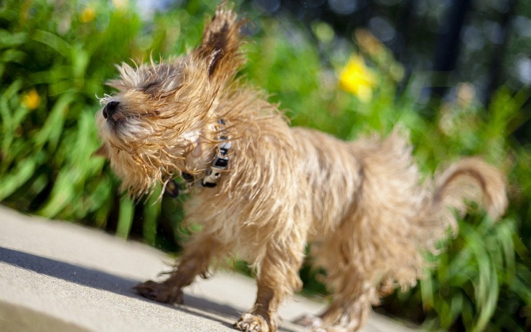 How to Keep Your Pet Cool This Summer
