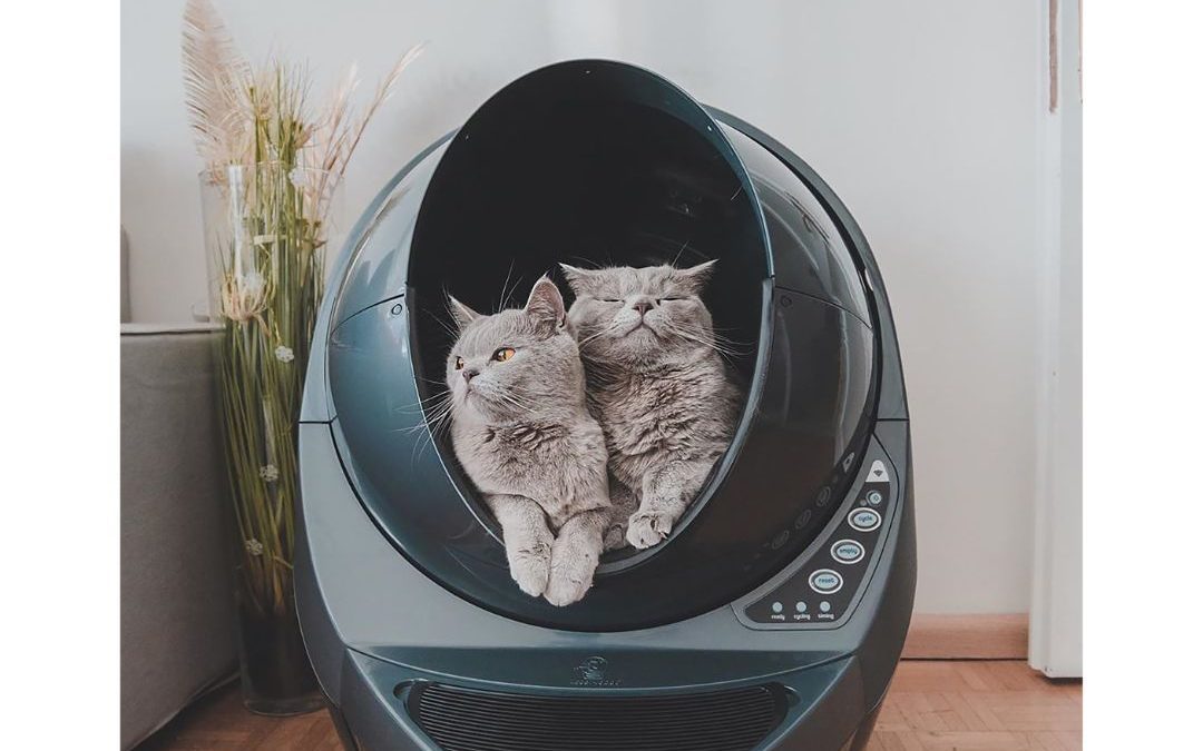 Get Your Cat to Like Its Litter Box