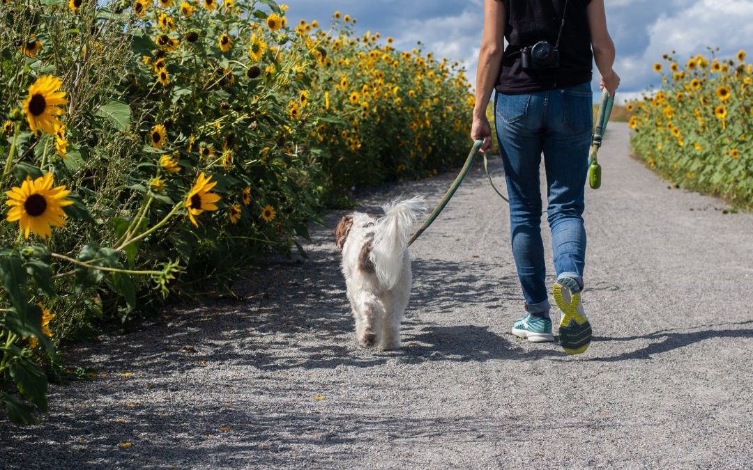How To Train Your Dog To Walk Calmly On A Leash