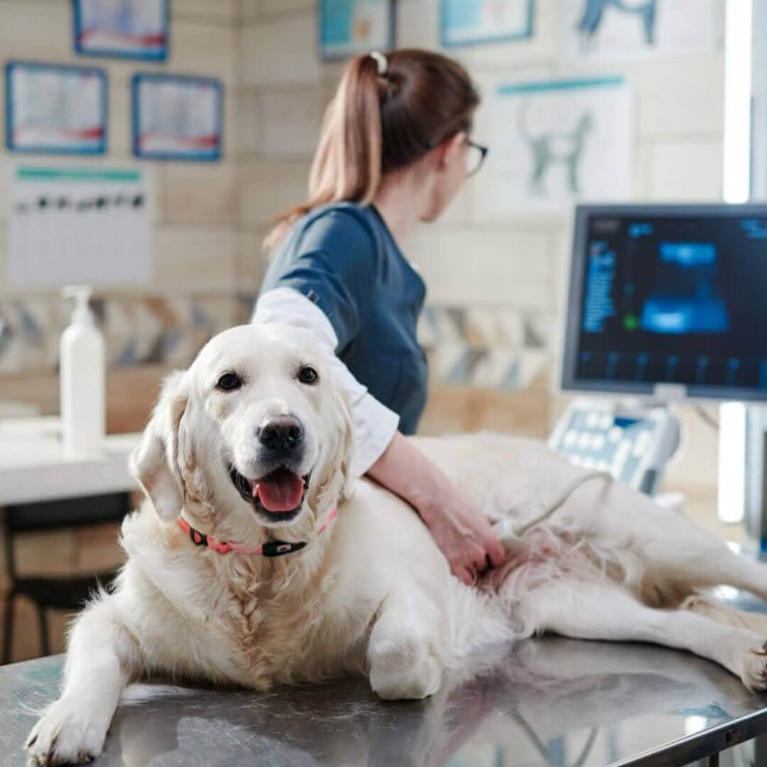 Happy dog ultrasound Happy dog ultrasound
