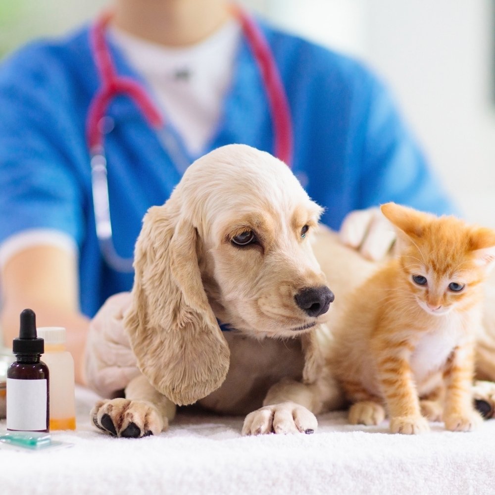 A puppy and a kitten sit together on a vet's table