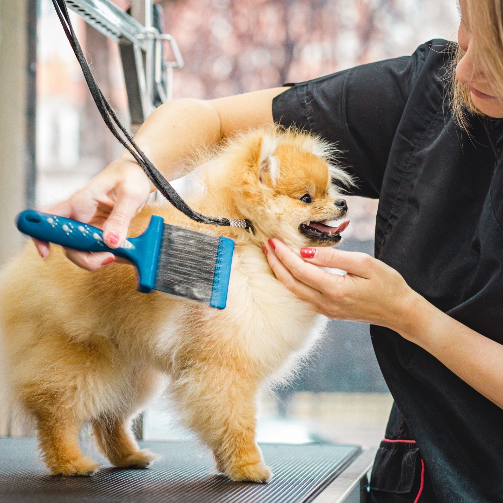 Pomeranian on a grooming table Pomeranian on a grooming table