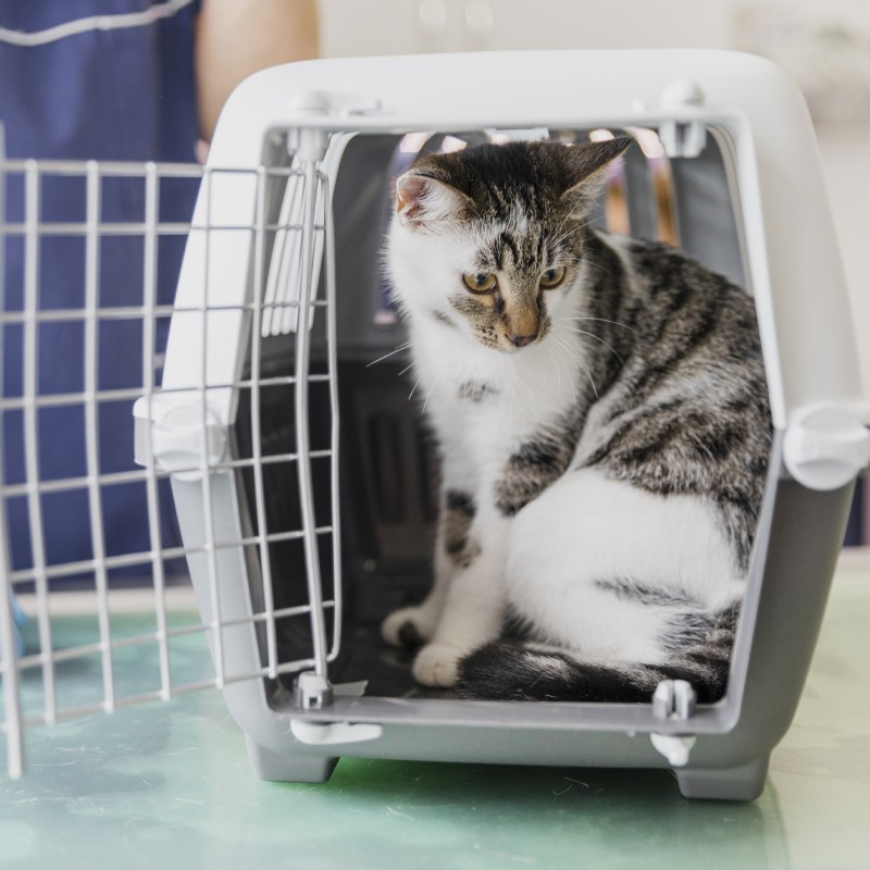 gray and white cat sits inside an open pet carrier gray and white cat sits inside an open pet carrier