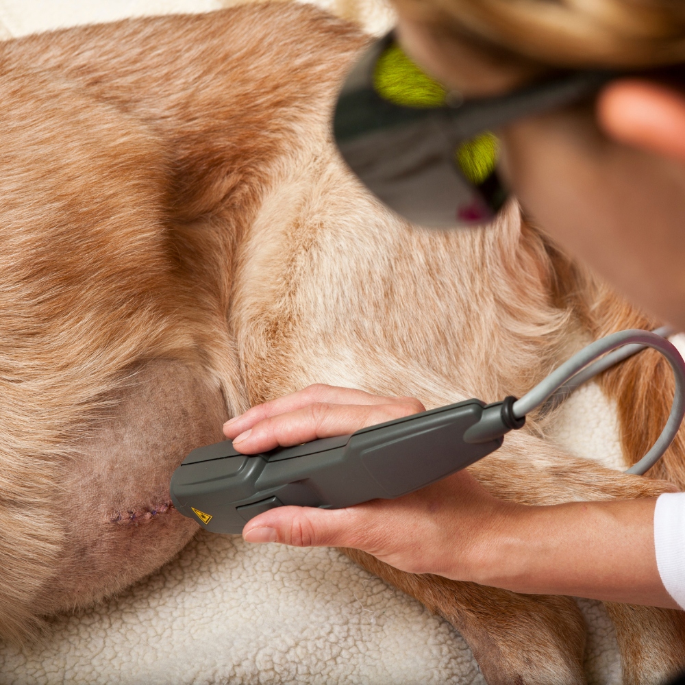 veterinarian performs laser therapy on a dog’s stitched wound